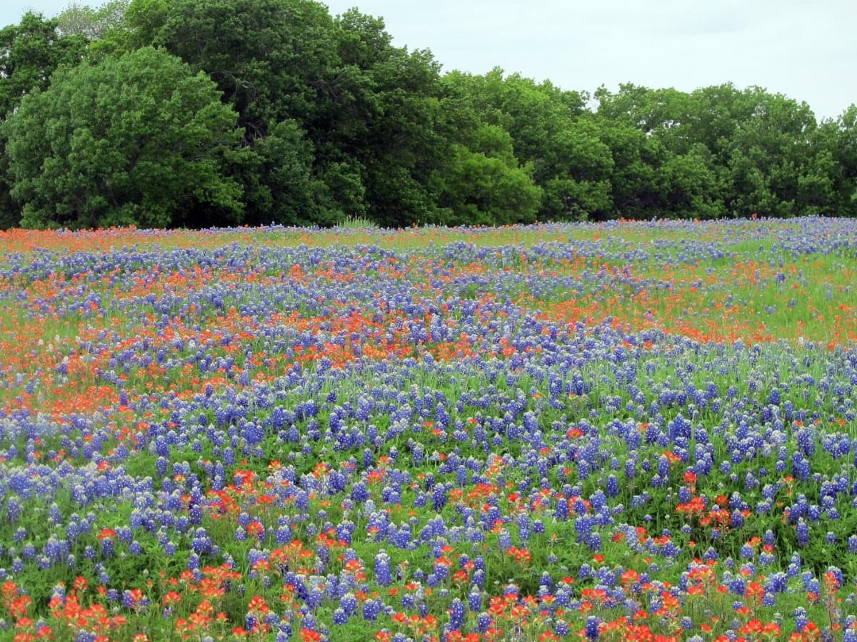 field of Bluebonnets and Indian Paintbrushes